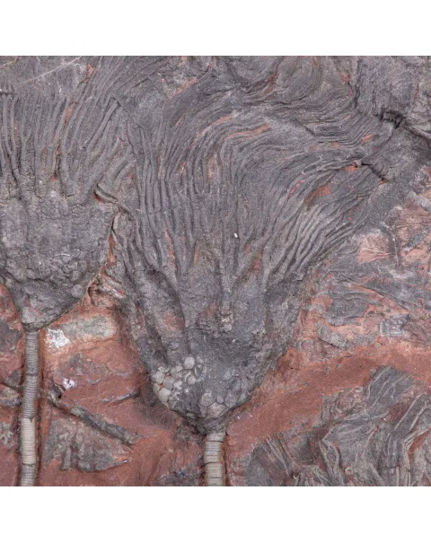 Meraviglia dei Crinoidi Scyphocrinites Elegans.