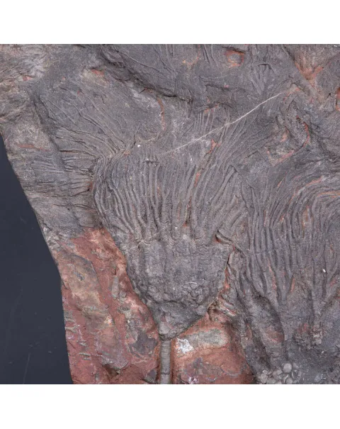 Meraviglia dei Crinoidi Scyphocrinites Elegans.