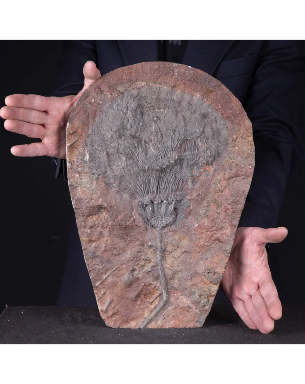 Lastra Fossile con Grande Crinoide.