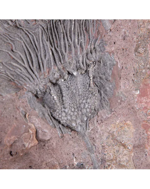 Lastra Fossile con Grande Crinoide.