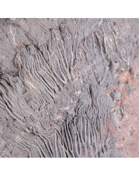 Lastra Fossile con Grande Crinoide.
