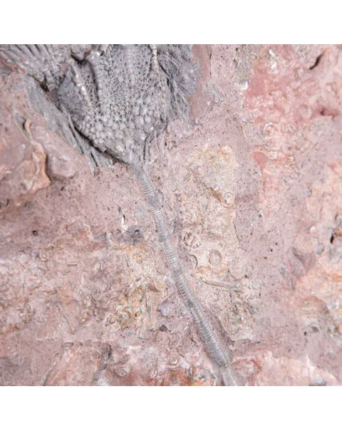 Lastra Fossile con Grande Crinoide.