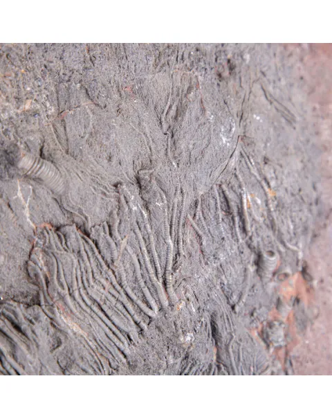 Lastra Fossile con Grande Crinoide.