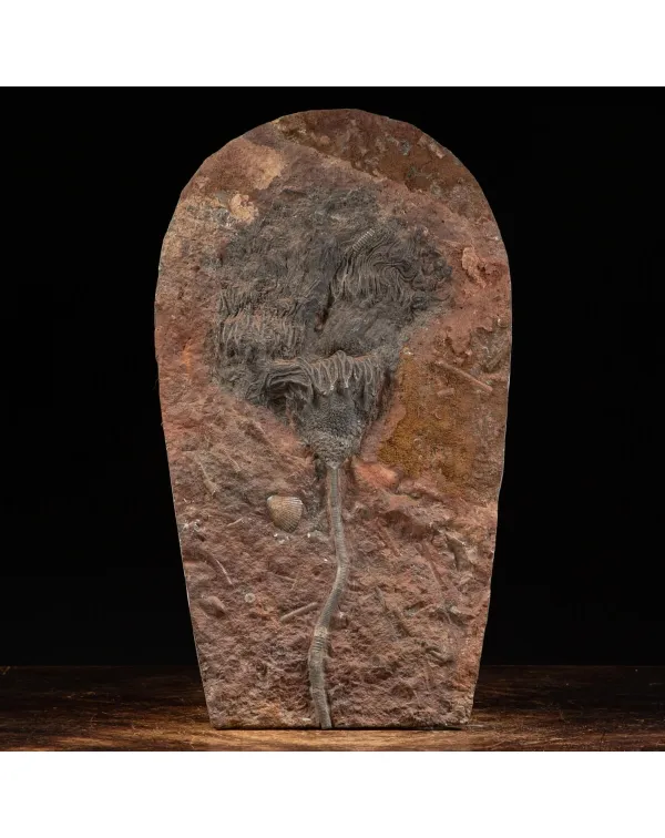 Crinoide