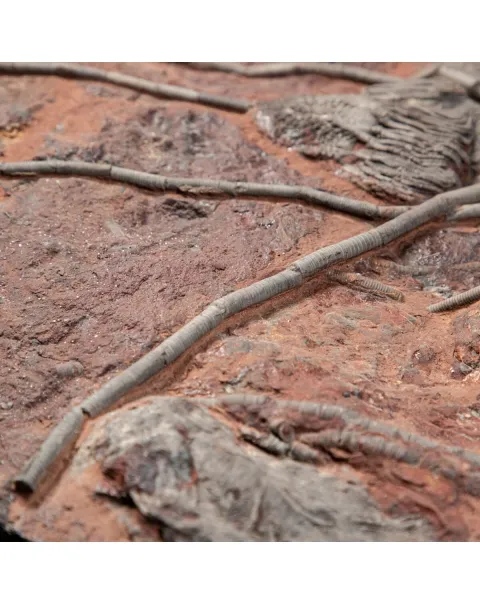 Crinoide