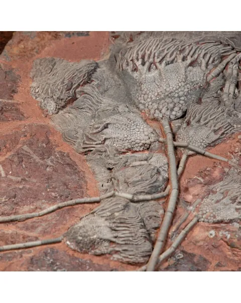 Crinoide