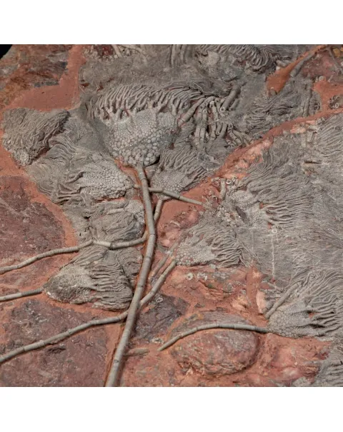 Crinoide