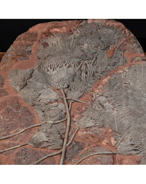 Crinoide