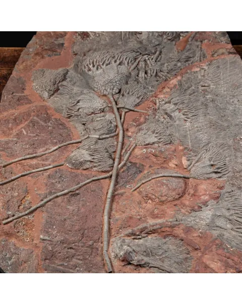 Crinoide