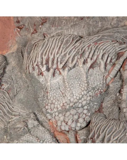 Crinoide