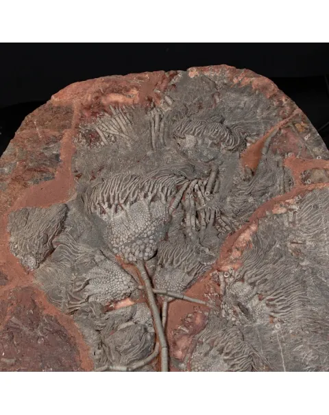 Crinoide