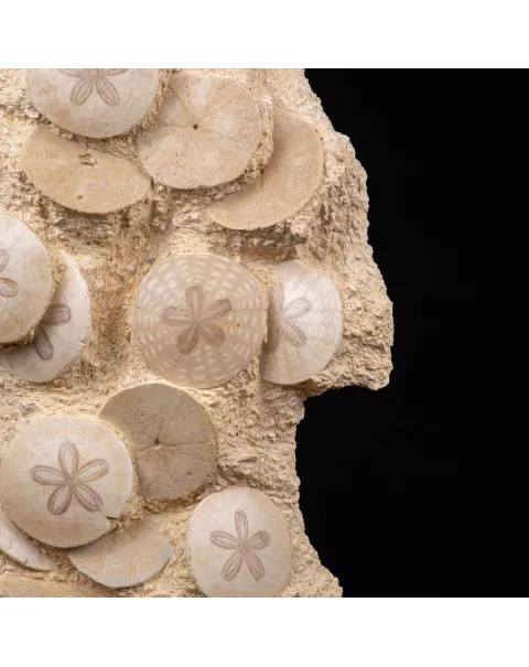 Fossili di Dollari di Sabbia del Miocene.