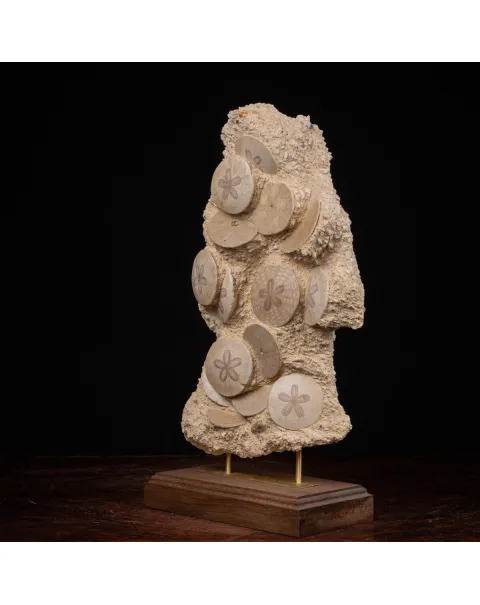 Fossili di Dollari di Sabbia del Miocene.
