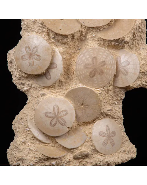Fossili di Dollari di Sabbia del Miocene.