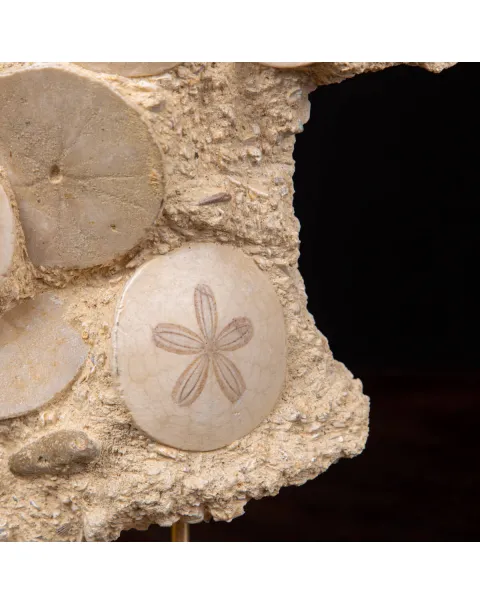 Fossili di Dollari di Sabbia del Miocene.