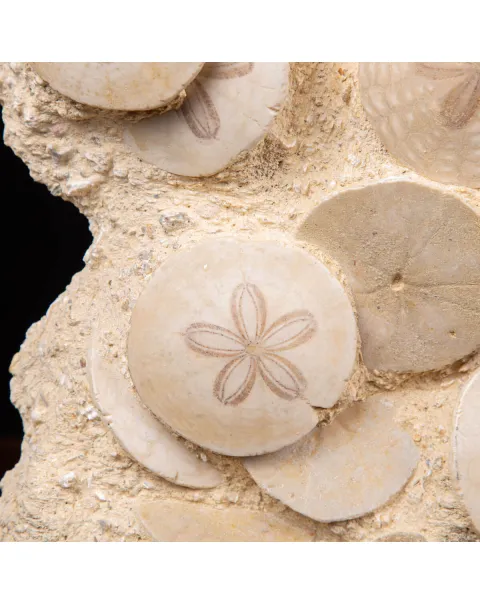 Fossili di Dollari di Sabbia del Miocene.