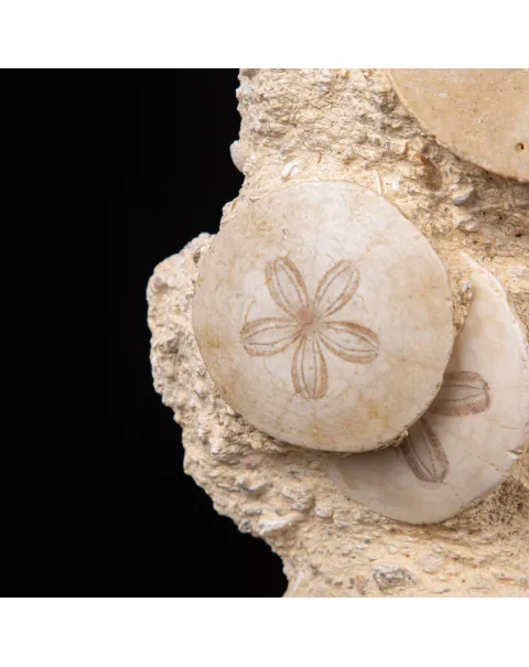Fossili di Dollari di Sabbia del Miocene.