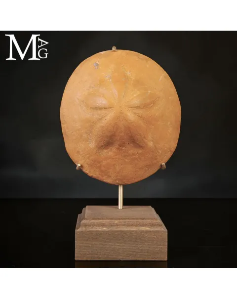 Clypeaster Fossile su Base in Legno e Ottone –  Marocco