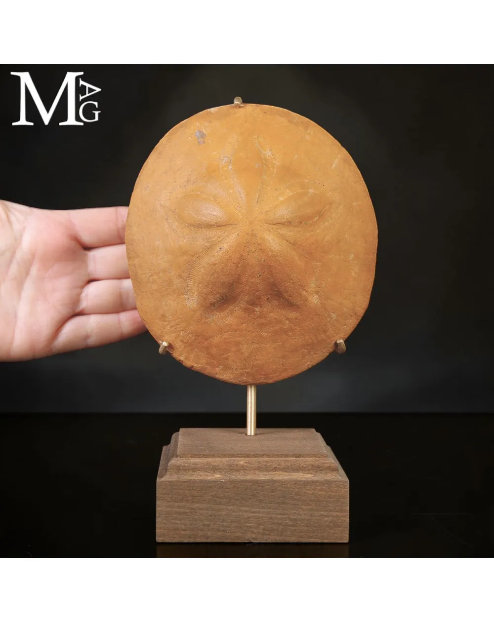 Clypeaster Fossile su Base in Legno e Ottone –  Marocco