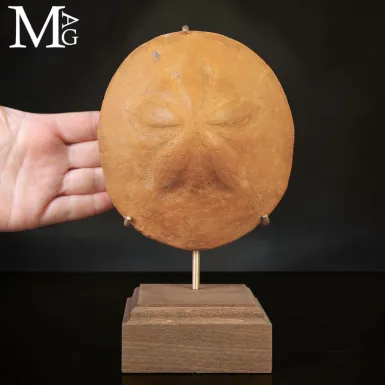 Clypeaster Fossile su Base in Legno e Ottone –  ...