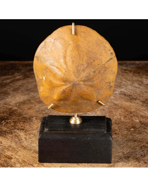 Elemento Fossile di Storia Naturale - Clypeaster
