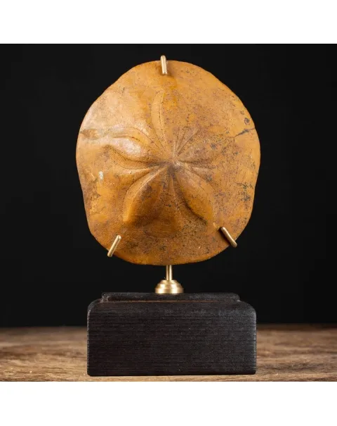 Elemento Fossile di Storia Naturale - Clypeaster