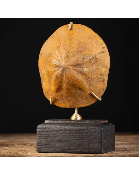 Elemento Fossile di Storia Naturale - Clypeaster