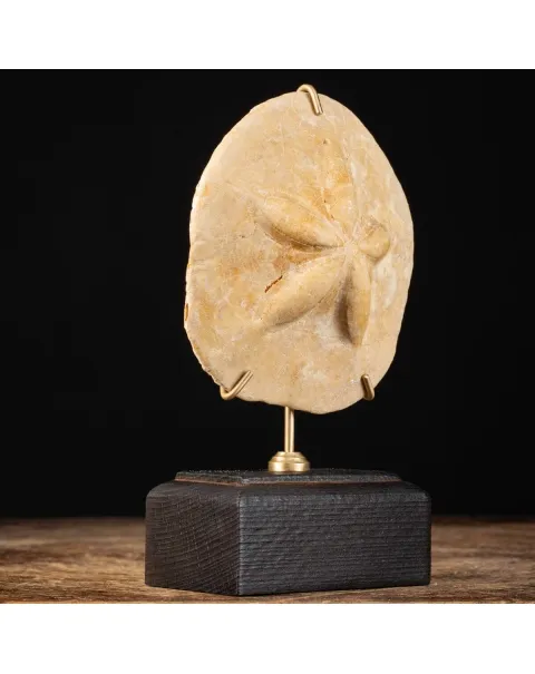 Fossile di riccio marino - Clypeaster