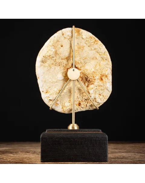 Fossile di riccio marino - Clypeaster