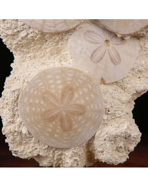 Echinoidi Fossili del Miocene.