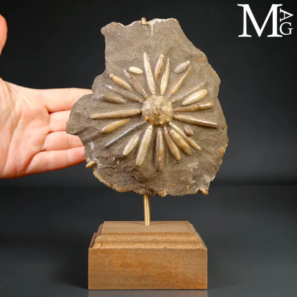Asterocidaris Bistriata – Echinoide Fossile su Matrice – Spagna