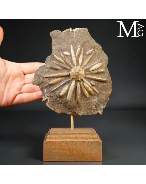 Asterocidaris Bistriata – Echinoide Fossile su M...