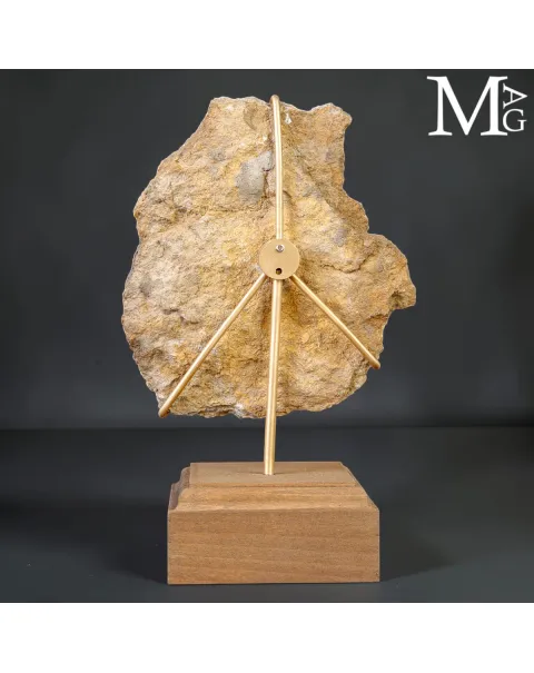 Asterocidaris Bistriata – Echinoide Fossile su Matrice – Spagna