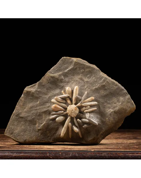 Asterocidaris Bistriata: in matrice.