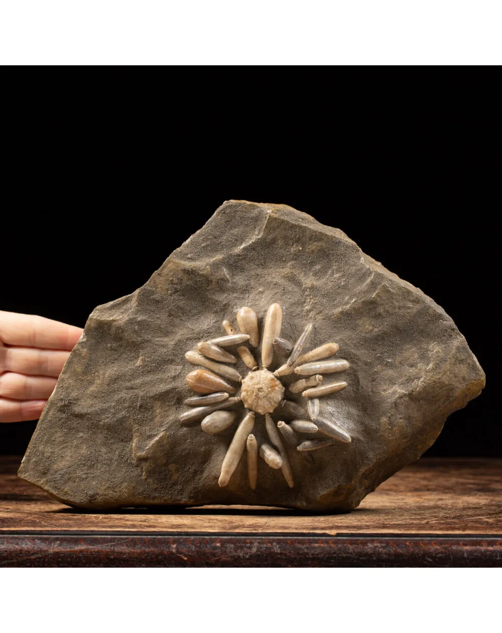 Asterocidaris Bistriata: in matrice.