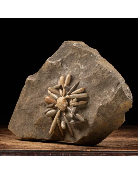 Asterocidaris Bistriata: in matrice.