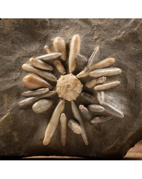 Asterocidaris Bistriata: in matrice.