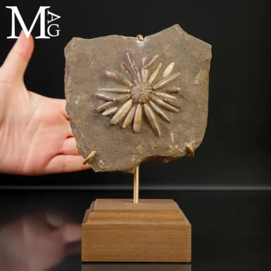 Asterocidaris bistriata – Echinoide Fossile del ...