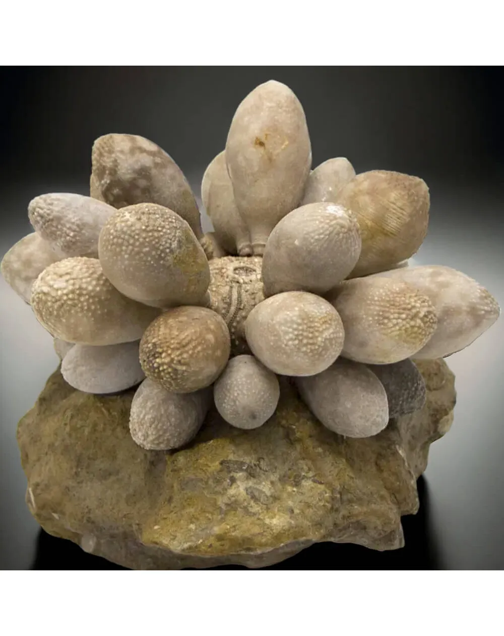 Pseudocidaris Mammosa: Tridimensionale.
