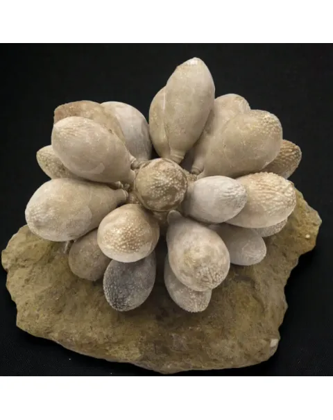 Pseudocidaris Mammosa: Tridimensionale.