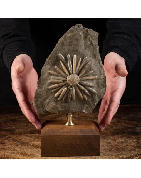 Asterocidaris Bistriata: Eleganza Preistorica.