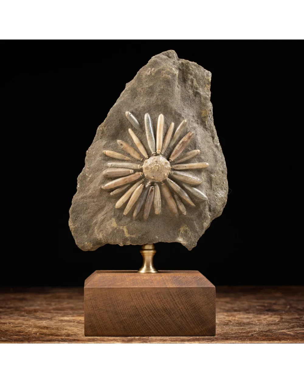 Asterocidaris Bistriata: Eleganza Preistorica.