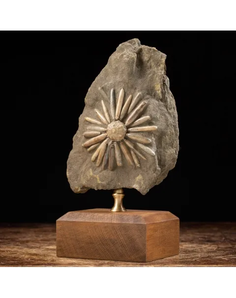 Asterocidaris Bistriata: Eleganza Preistorica.