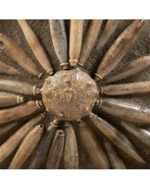 Asterocidaris Bistriata: Eleganza Preistorica.