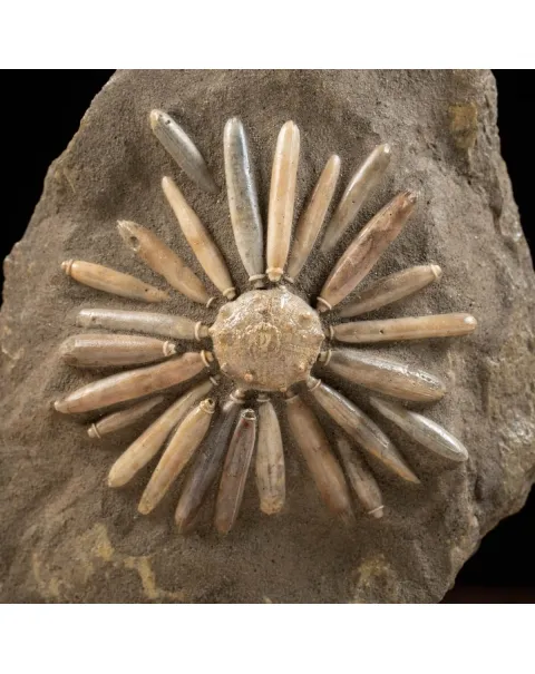 Asterocidaris Bistriata: Eleganza Preistorica.