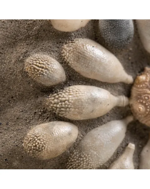 Pseudocidaris Mammosa