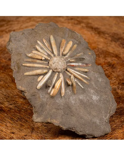 Asterocidaris Bistriata