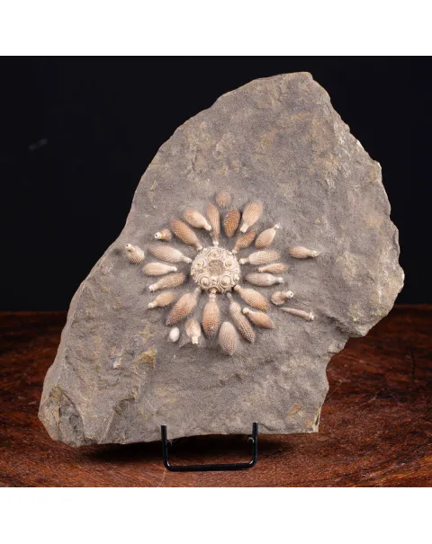 Pseudocidaris Mammosa: Fossile su Matrice.