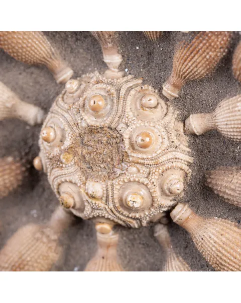 Pseudocidaris Mammosa: Fossile su Matrice.