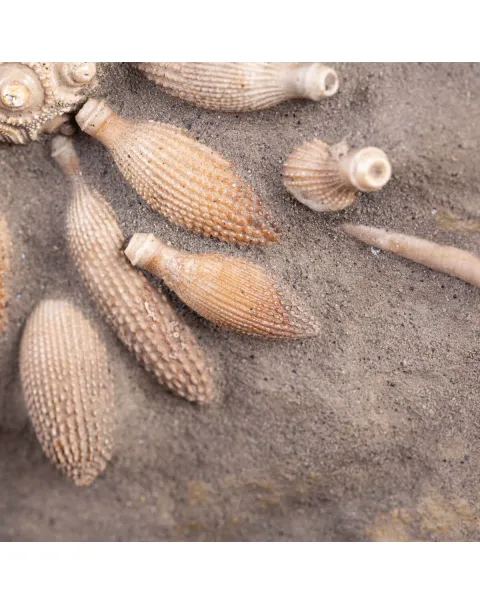 Pseudocidaris Mammosa: Fossile su Matrice.